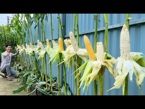 Видео: Сада нет, а урожай кукурузы превосходит все ожидания – вот в чём секрет!