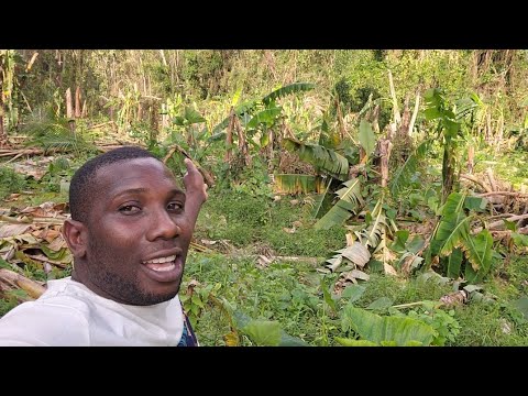 Видео: Посмотрите, что ураган 🌀 Мелисса сделал с фермой по выращиванию плантейнов моего друга 🚜 Ого😲
