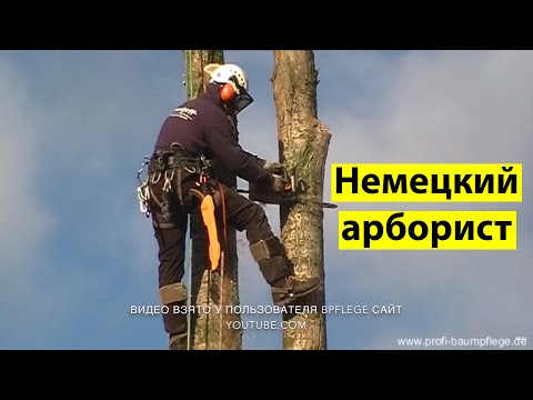 Видео: Как удалить макушку дерева. Работает Немецкий арборист