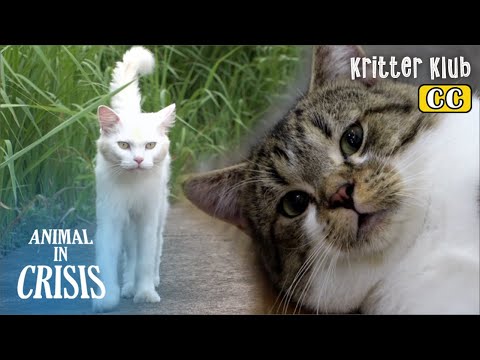 Видео: Темная правда за 10 чистопородных кошек Отказ от животного в кризис 354