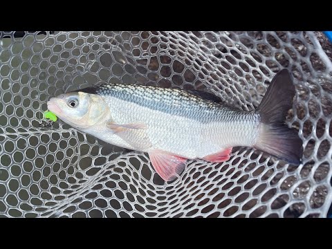 Видео: НАСТОЯЩИЙ ВЕСЕННИЙ КЛЁВ! Динамичная рыбалка на микроджиг весной.