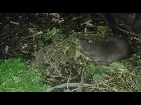 Видео: Вперше в цьому році даю зелену масу гірчиці нутріям .