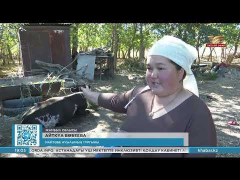 Видео: Жамбыл облысында мал қырылып жатыр