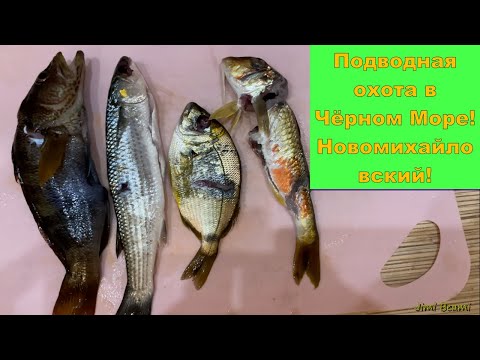 Видео: Подводная охота в Чёрном Море! Новомихайловский!