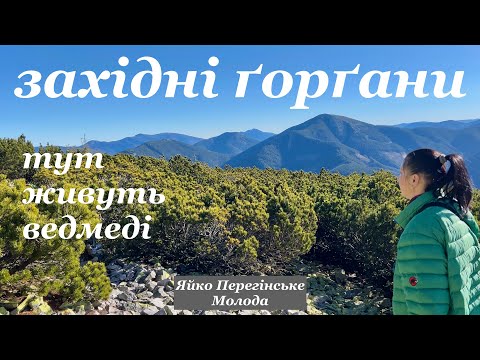 Видео: ҐОРҐАНСЬКА ДИЧИНА | Яйко Перегінське, Молода