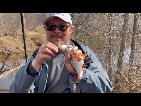 Видео: За весенней плотвой с летним (боковым) кивком. Ловля на удочку среди коряг.