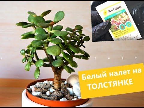 Видео: Белый налет на Толстянке. Борьба с Мучнистым Червецом