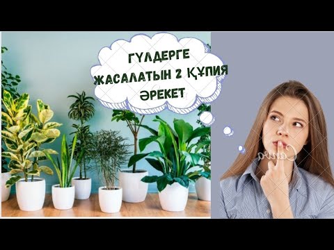 Видео: Гүлдерді қарапайым көңмен қалай өсіреміз?Қолдан топырақ жасау.