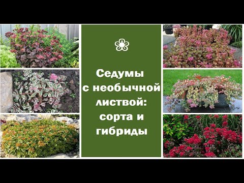 Видео: ❀ Кустарниковые и стелющиеся седумы с необычной листвой: сорта и гибриды