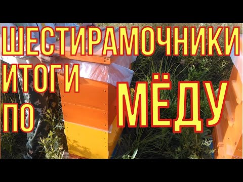 Видео: Сколько мёда принесёт шести рамочник? Подводим итоги.