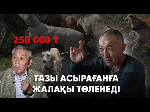Видео: Қазақтың итін құртқан кім? І Тазының патенті қазақта емес