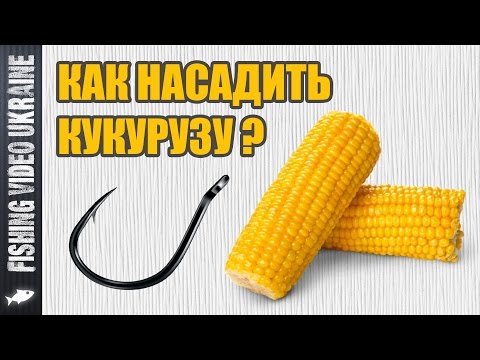 Видео: Как насадить кукурузу на крючок | Четыре способа | HD