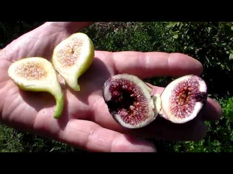 Видео: Инжир Блэк Италия и некоторые другие