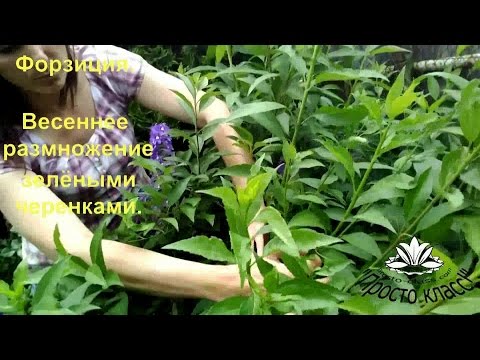Видео: Размножение форзиции зелёными черенками.