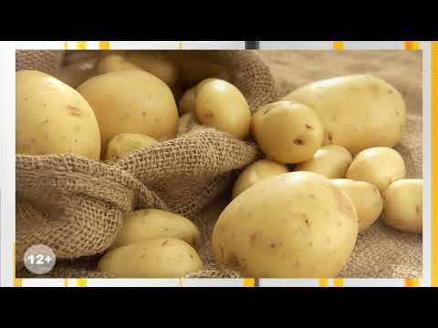 Видео: Сила моей земли. ОАО "Ружаны Агро"