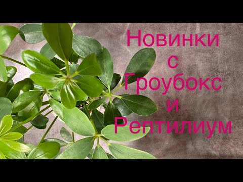 Видео: НОВИНКИ с Growbox и кадры с Рептилиума