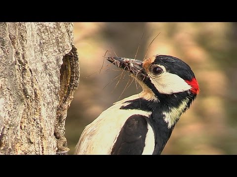 Видео: Резерват Соколата / Sokolata Reserve