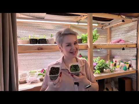 Видео: ПЕРВАЯ ПОДКОРМКА РАССАДЫ.2023