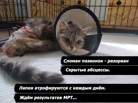 Видео: Жизнь как только не бьёт эту кошечку...