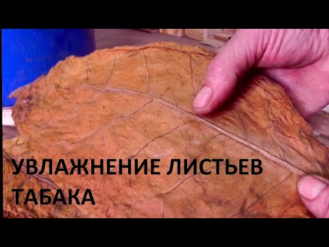 Видео: Увлажнение листьев табака