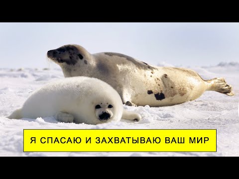Видео: Тюлени - кто они такие?