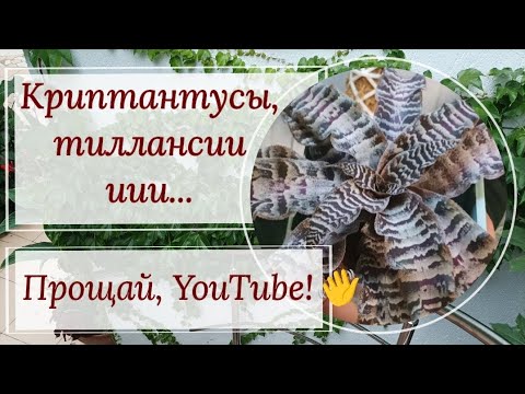 Видео: Криптантусы, тиллансии из семян. Прощай Ютуб! 👋
