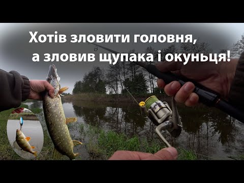 Видео: Хотів зловити головня, а зловив щупака і окуньця!