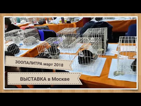 Видео: Выставка "Зоопалитра" шиншиллы, дегу, мор. свинки, крысы и др. 2018 Амбер Плаза Москва
