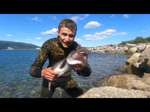 Видео: Подводная охота и рыбалка в Магадане! Жарим зубатку в пивном кляре и минтая на сливочном масле!