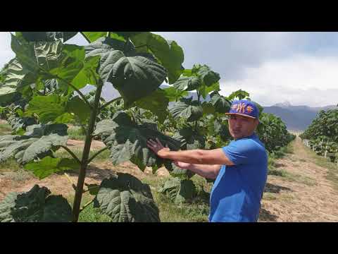 Видео: Первая плантация Павловнии на озере Иссык Куль, Киргизия 4.08.2019 - 1