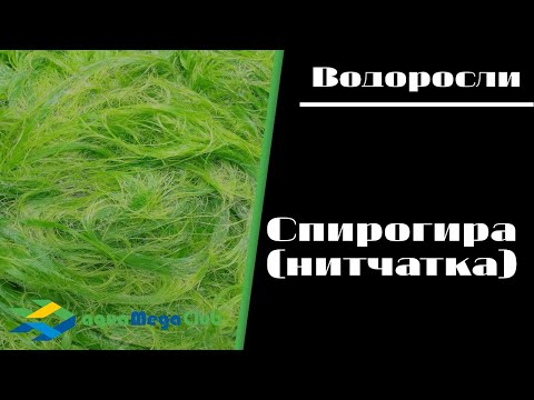 Видео: Нитчатая водоросль спирогира. Как бороться с нитчаткой в аквариуме?