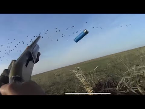 Видео: охота на гуся  весна