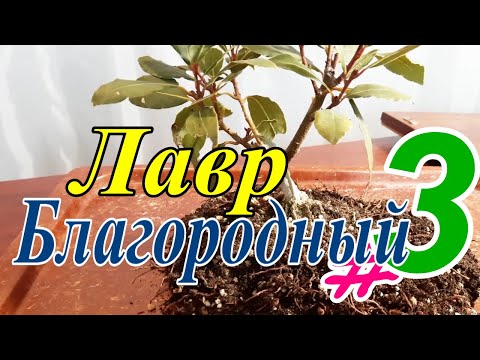 Видео: Лавр благородный/Láurus nóbilis #3 Февраль 2025