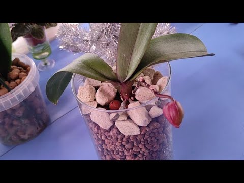 Видео: 04.01.21.пересадка уцененной ОРХИДЕИ из стекла..