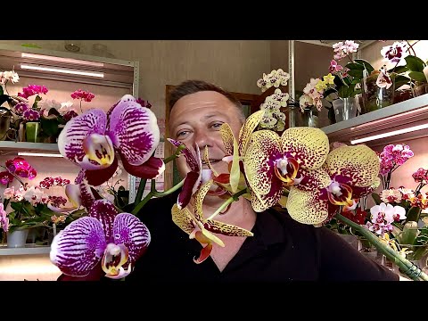 Видео: ОРХИДЕИ самые НЕ КАПРИЗНЫЕ СОРТА и формирую ли ЦВЕТОНОСЫ у орхидей