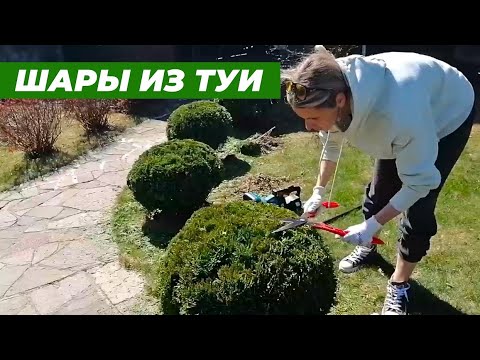 Видео: Стрижка туи . Делюсь хитростями.