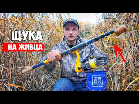 Видео: РЫБАЛКА на ЖИВЦА 100% СНАСТЬ на ЩУКУ. ГДЕ ИСКАТЬ и КАК ЛОВИТЬ ЩУКА на ЖИВЦА