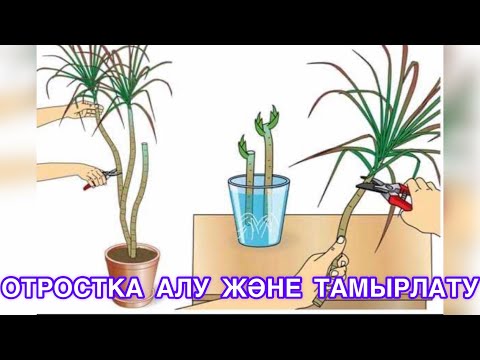 Видео: ДРАЦЕНА Не себепті ҮШ БАСТЫ ДРАКОН #үшбастыдракон#үйгүлі