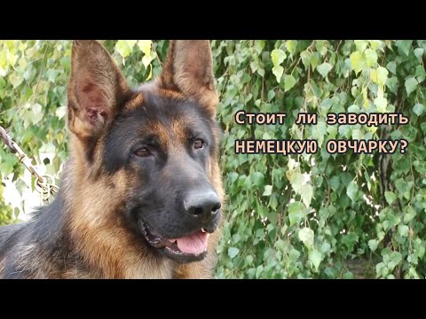 Видео: Стоит ли заводить НЕМЕЦКУЮ ОВЧАРКУ? GERMAN SHEPHERD