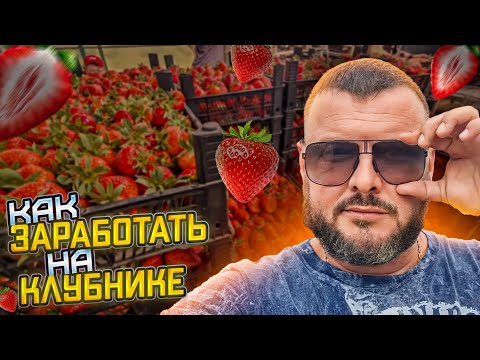 Видео: Один день клубничного перекупа. Как заработать на ягоде.