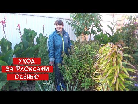 Видео: Отправляем ФЛОКСЫ на ЗИМОВКУ! Уход, обрезка, мульчирование.