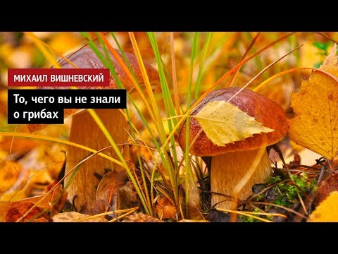 Видео: Михаил Вишневский: То, чего вы не знали о грибах