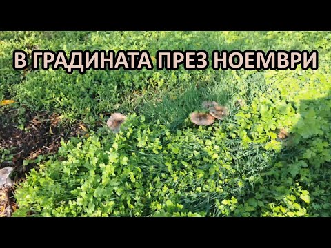 Видео: В градината ми без копане през ноември / Зелеви и покривни култури / Tony's permaculture garden