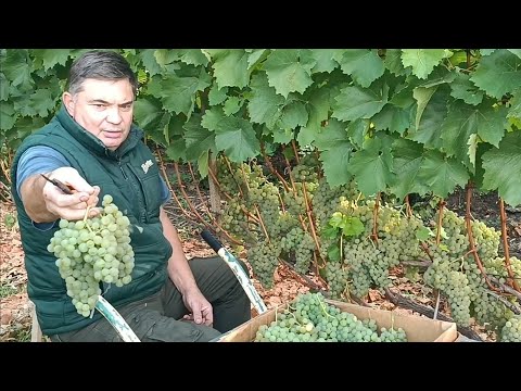 Видео: Виноробство 25. Ч.3: Цитронний та Йоханітер
