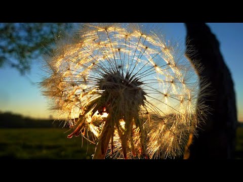 Видео: Андрей МИСИН "Я здесь"