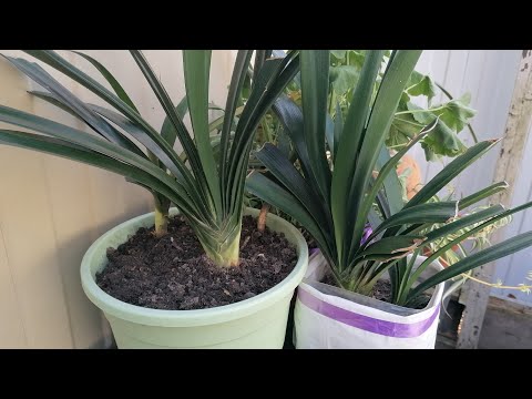 Видео: Кливия, пересадка, уход, разведение🏵️