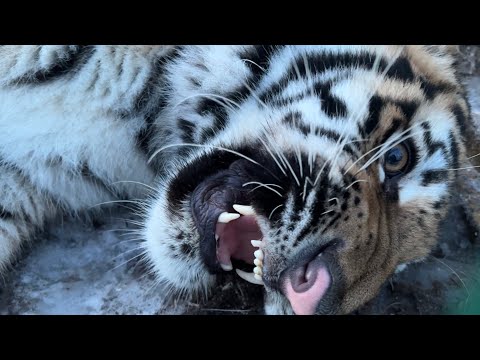 Видео: Новый Тигренок Динго Вышел на улицу и начинает идти на контакт!)