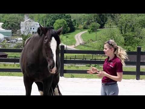 Видео: Что обеспечивает вашу безопасность рядом с лошадьми
