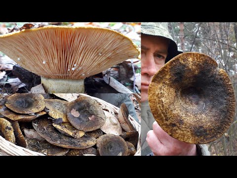 Видео: ЧЁРНЫЙ ГРУЗДЬ, съедобный или ЯДОВИТЫЙ ГРИБ?