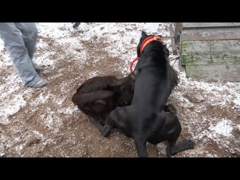 Видео: Когда собаки дерутся, что делать? Выпуск 14.